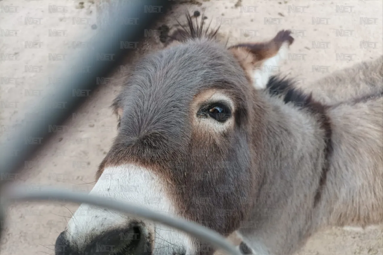 Regresa Parque Central 10 animales al zoológico San Jorge