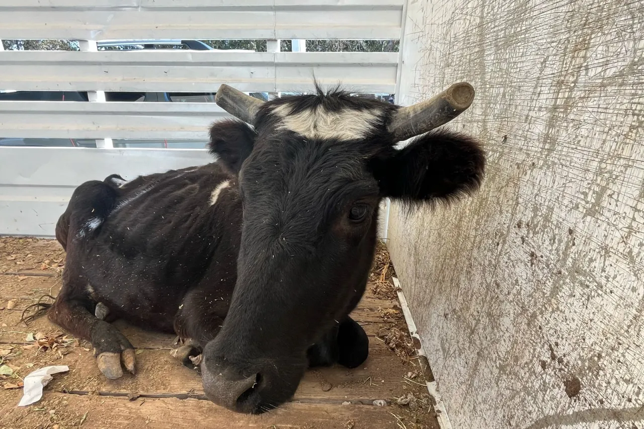 Rescatan a una vaca del Lienzo Charro