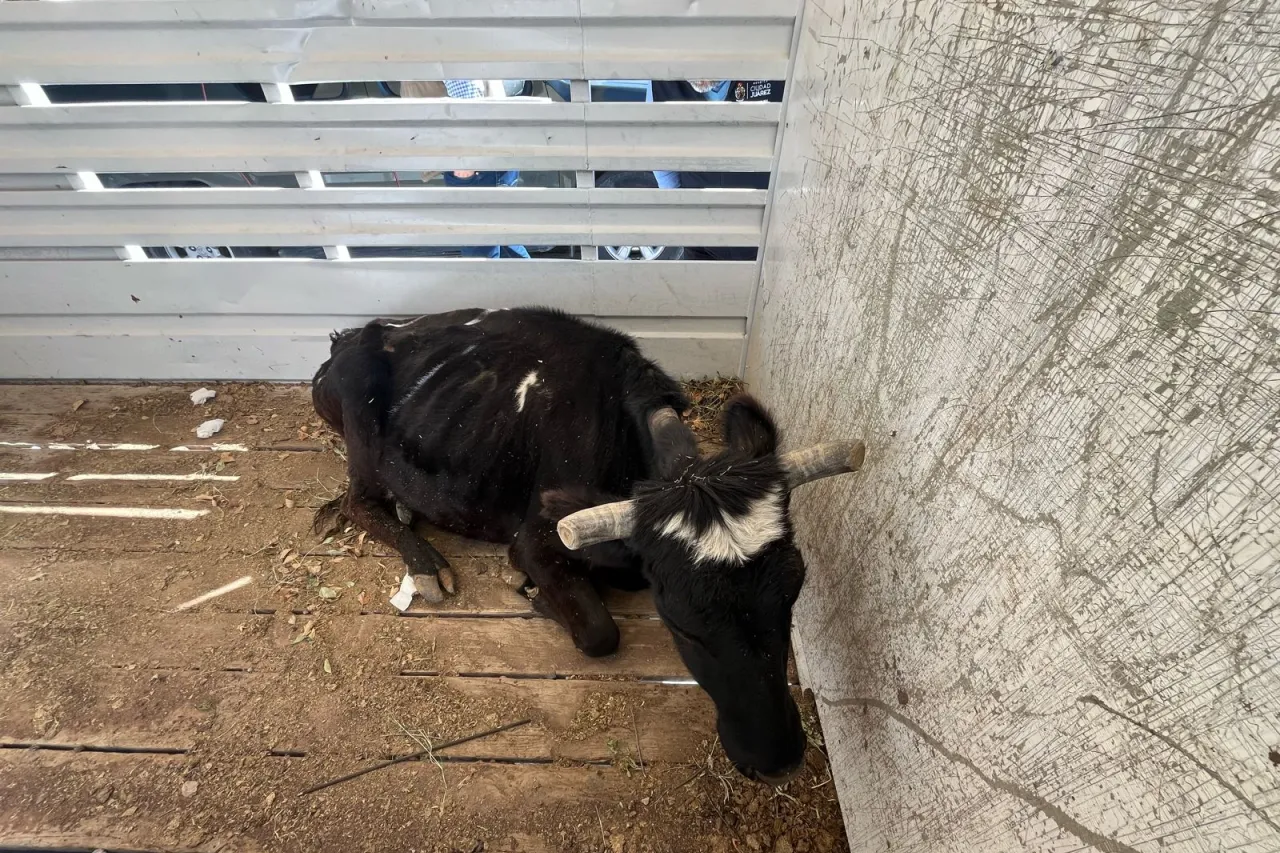 Rescatan a una vaca del Lienzo Charro