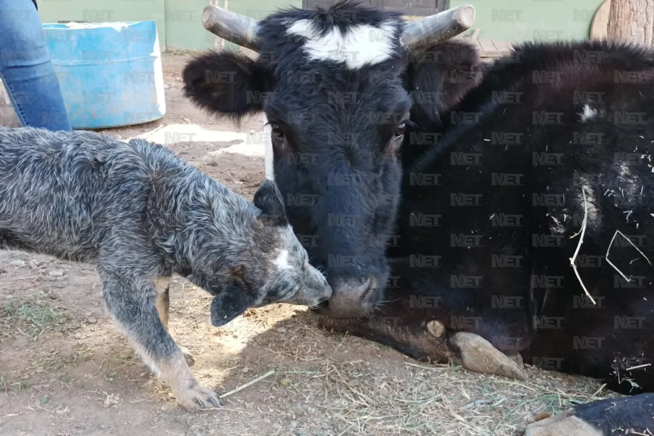 Juárez: Perrito busca ayudar en la recuperación de una vaca maltratada