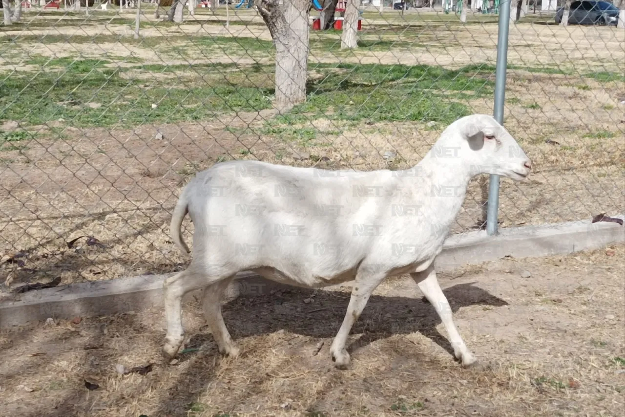 Juárez: Perrito busca ayudar en la recuperación de una vaca maltratada