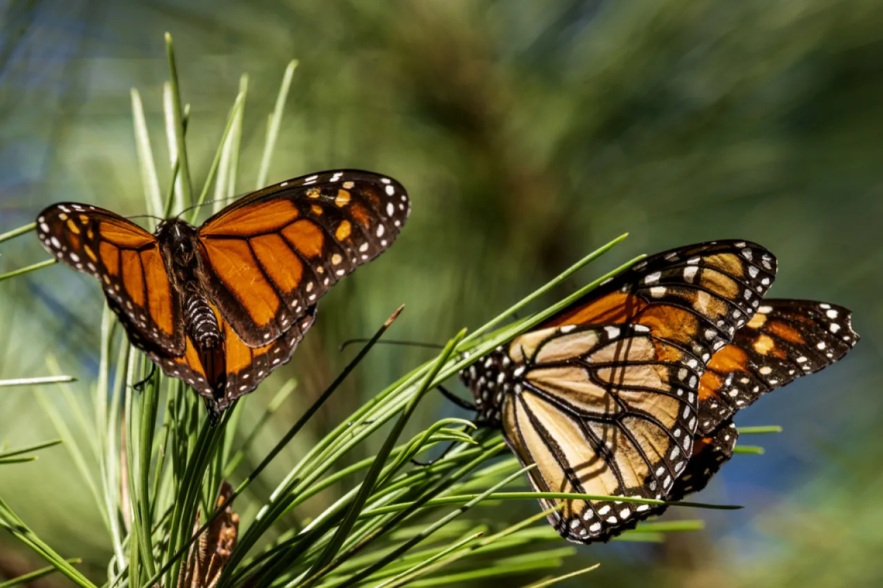 Desciende 59.3% ocupación de mariposas monarca en México