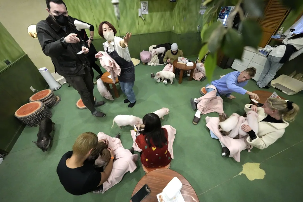 En los cafés de moda en Japón, los clientes disfrutan acariciando a cerdos