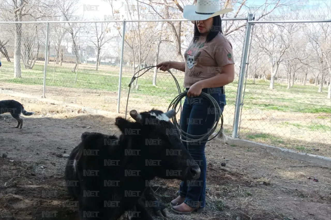 Juárez: Perrito busca ayudar en la recuperación de una vaca maltratada