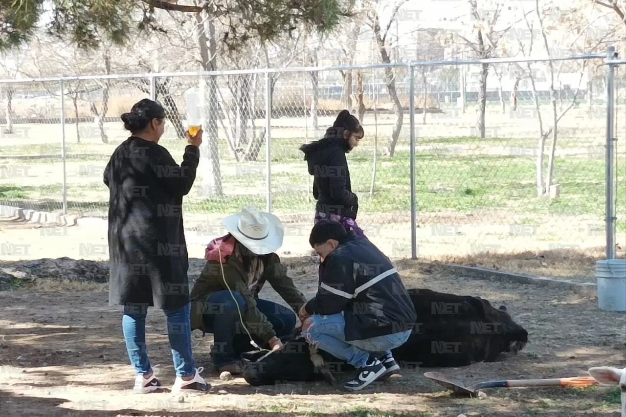 Juárez: Perrito busca ayudar en la recuperación de una vaca maltratada