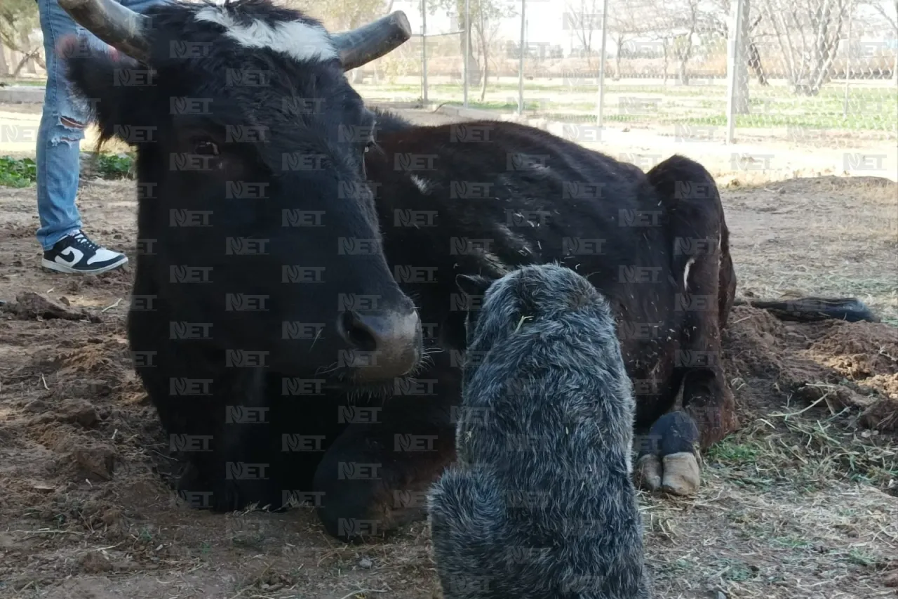 Juárez: Perrito busca ayudar en la recuperación de una vaca maltratada