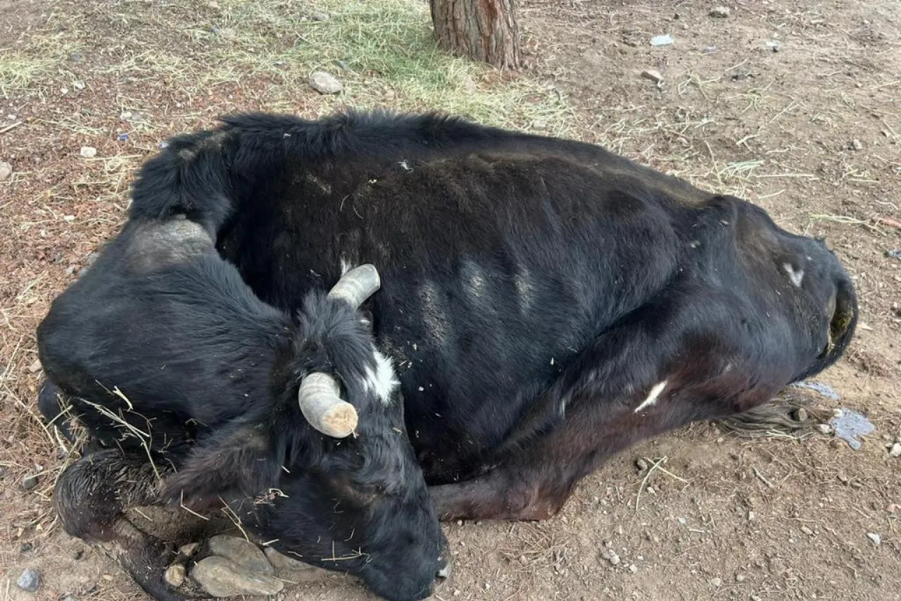 Juárez: Muere la vaca que fue rescatada del Lienzo Charro