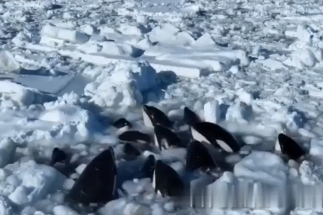 Quedan atrapadas en el hielo más de 10 orcas en Japón y luchan por sobrevivir