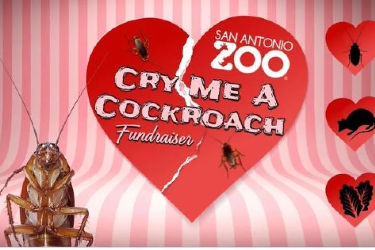 Para San Valentín, zoológico le pone el nombre de tu ex a una cucaracha