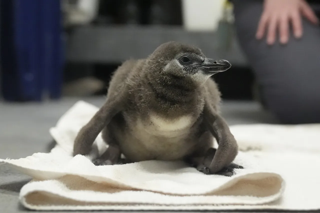 Nacen 10 crías de pingüino en peligro de extinción en museo de San Francisco