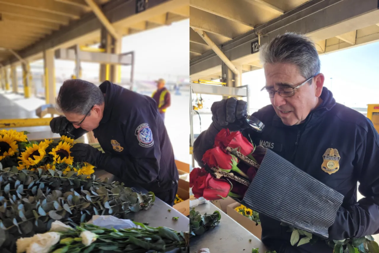 CBP inspecciona cargamentos de flores del Día de San Valentín