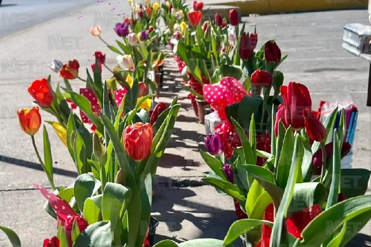 Venta de tulipán holandés atrae el interés de los juarenses 