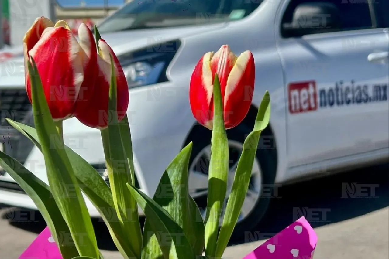 Venta de tulipán holandés atrae el interés de los juarenses 