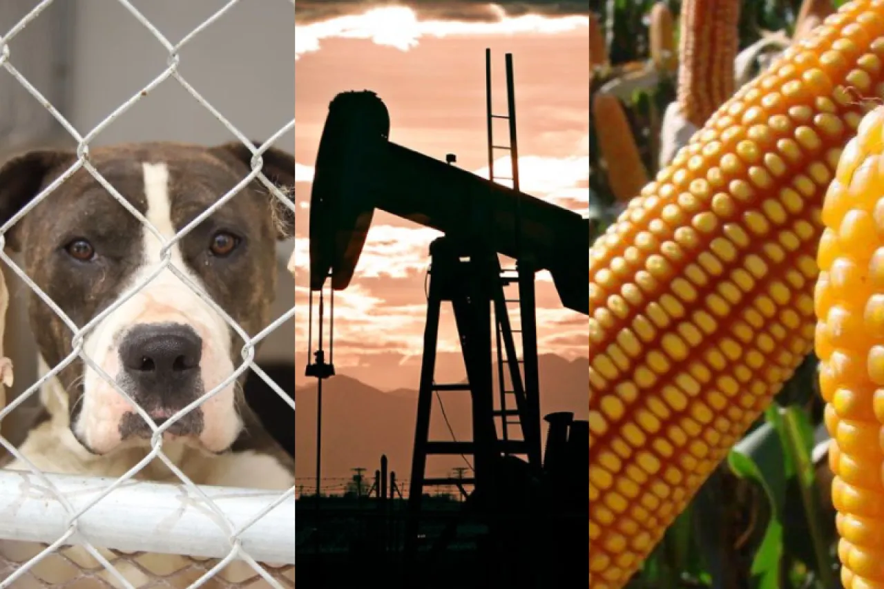 Busca México prohibir maltrato animal, el fracking y maíz transgénico