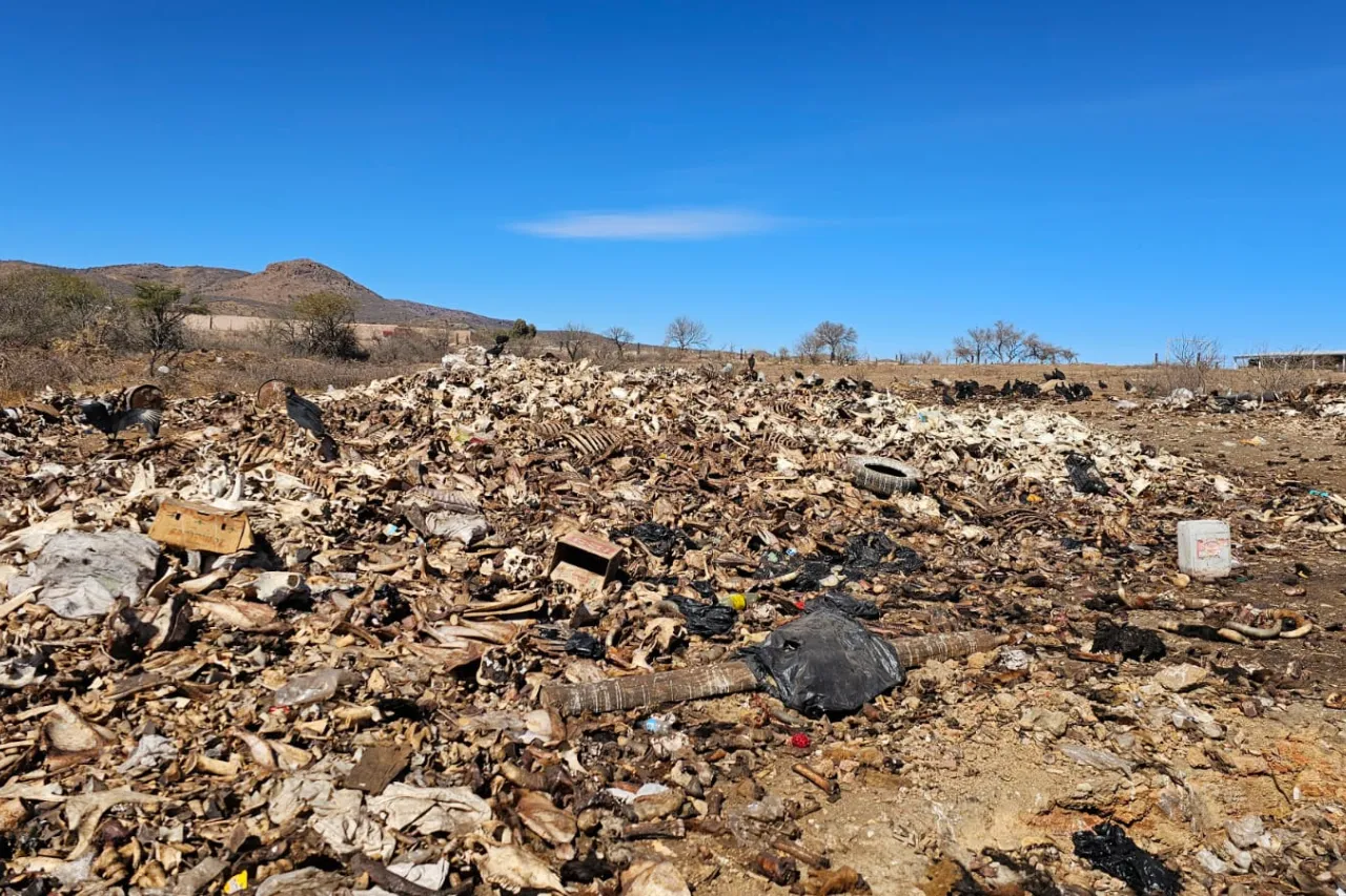 Parral: Clausuran empresa por mal manejo de residuos orgánicos