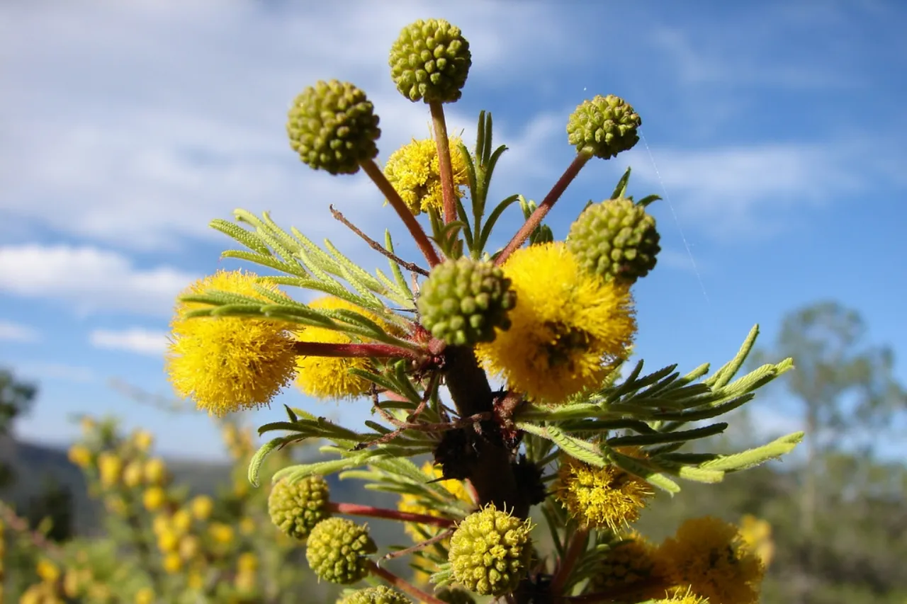 Presenta IMIP catálogo de plantas más adecuadas para Juárez