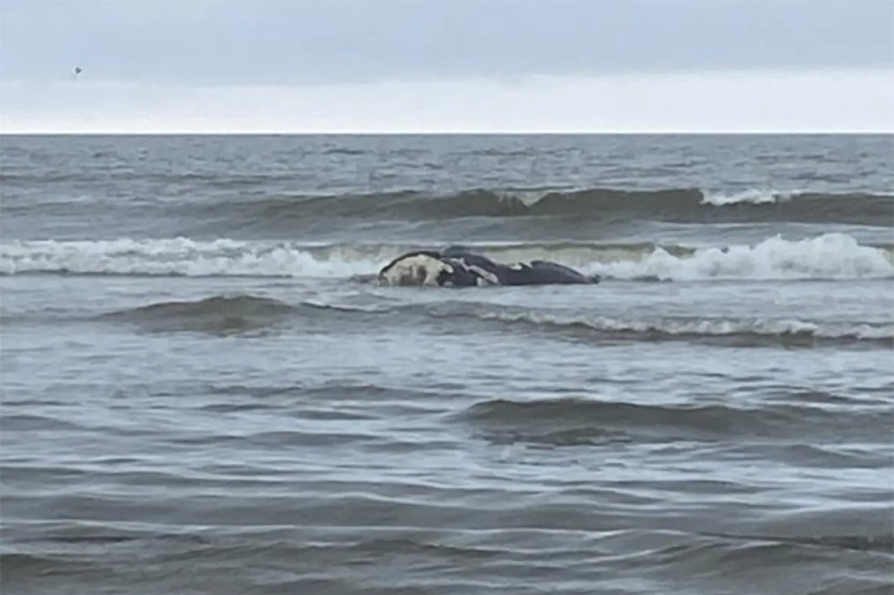 Canadá refuerza medidas para proteger a la ballena franca del Atlántico Norte