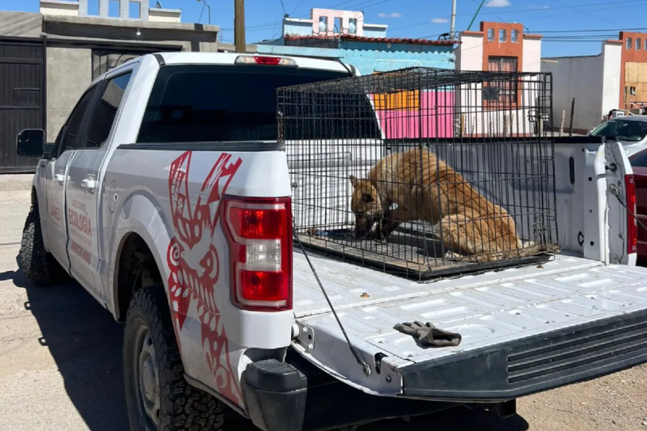 Llaman a denunciar casos de maltrato animal en Juárez