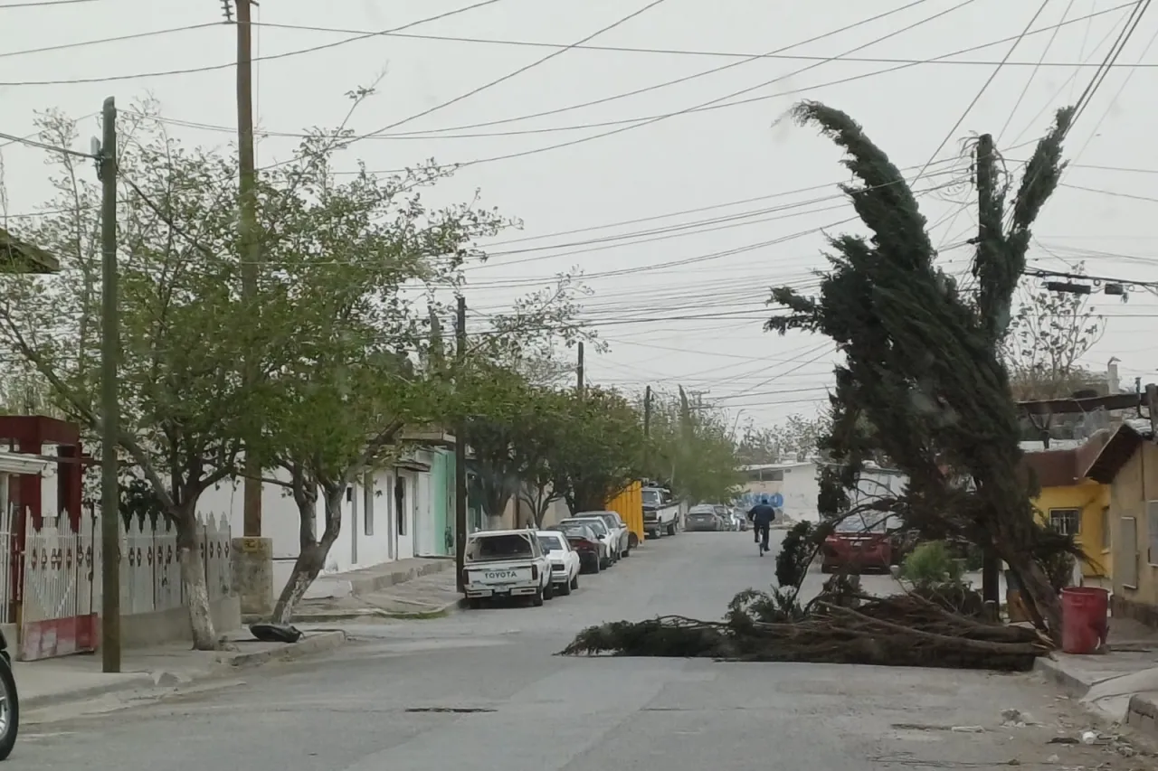 Embates del aire derriban árbol en Juárez