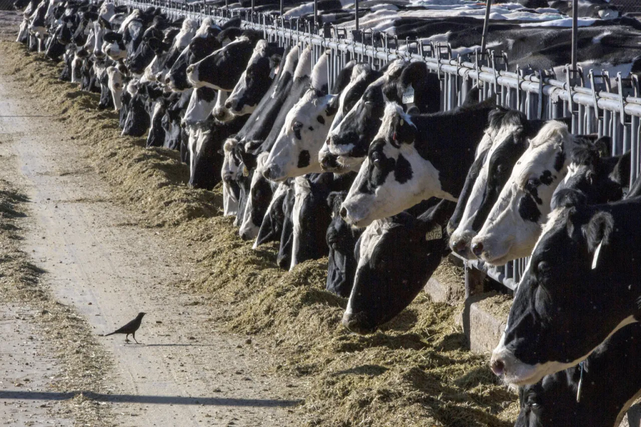 Vacas lecheras dan positivo por influenza aviar en Texas y Kansas