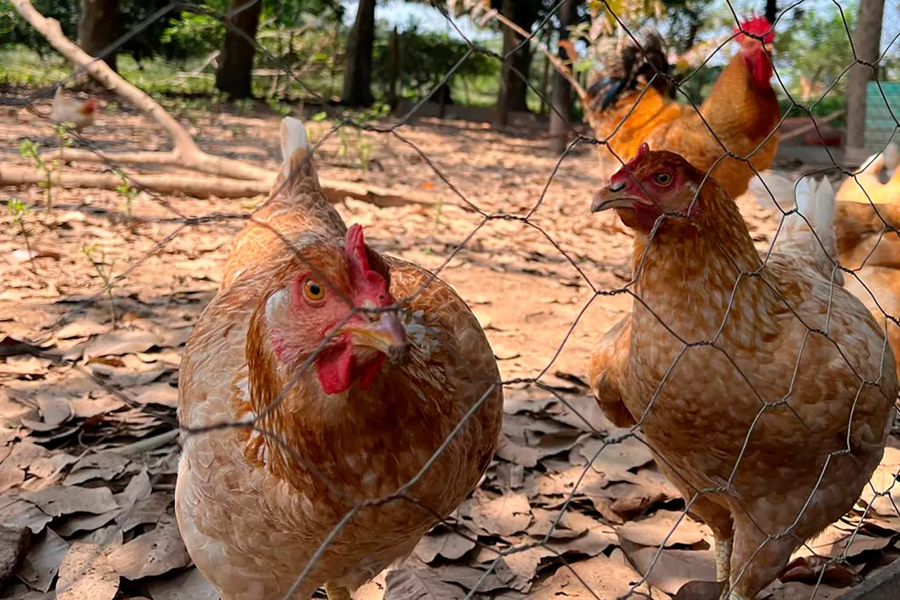 Confirman brote de influenza aviar en Michoacán