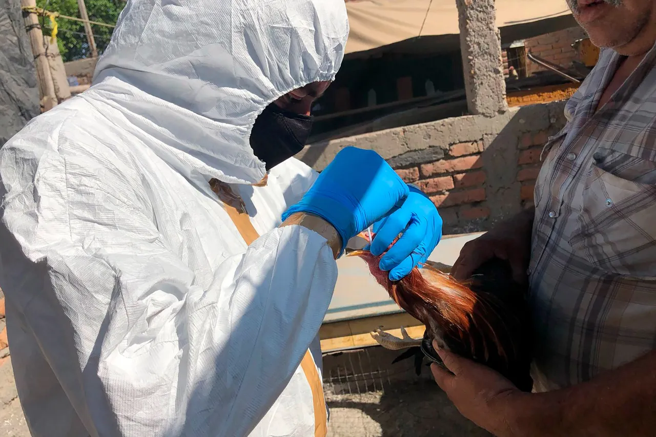 Confirman brote de influenza aviar en Michoacán
