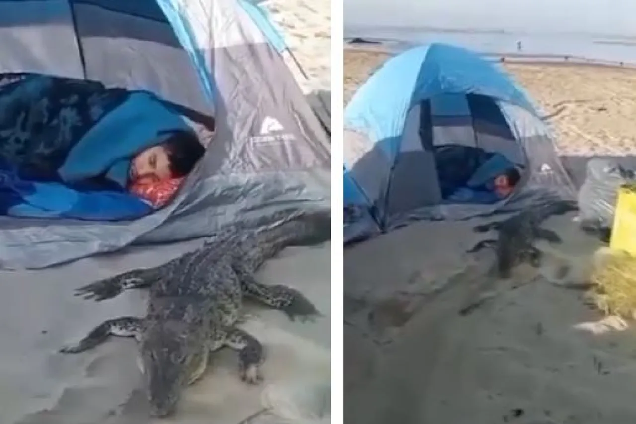 Cocodrilo sorprende a turistas durante campamento, ¡se duerme con ellos!