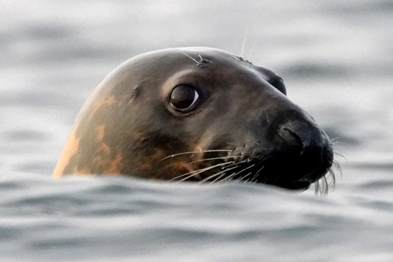 Influenza aviar diezma colonias de focas y leones marinos