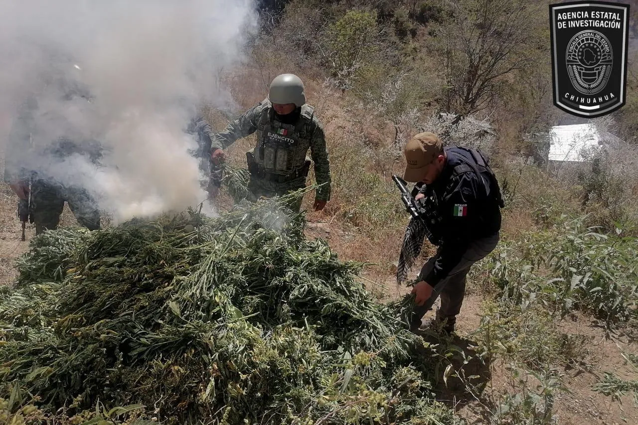Destruye Sedena casi 3 mil hectáreas de amapola y marihuana en Chihuahua