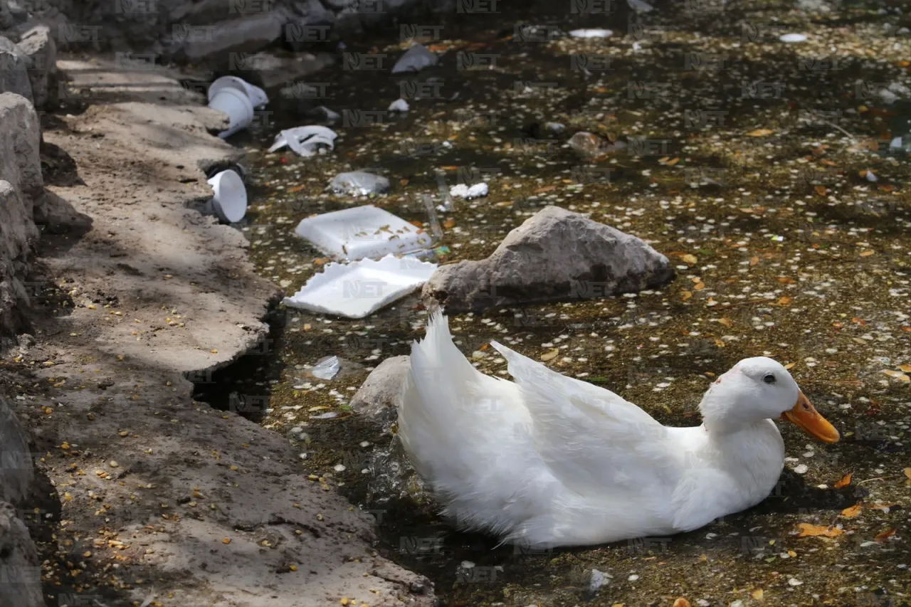 Fotos: Lago del Parque Central se llena de basura