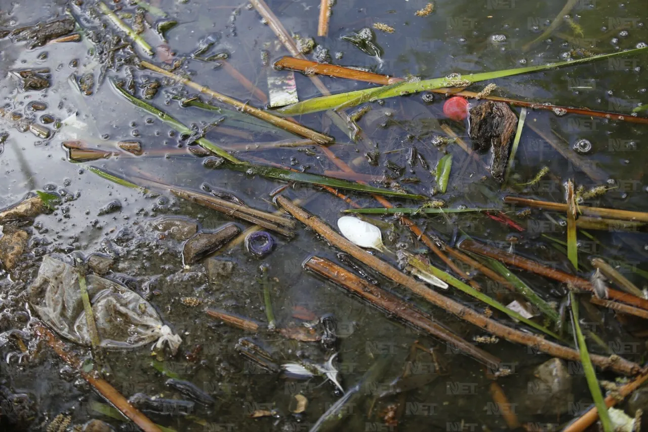 Fotos: Lago del Parque Central se llena de basura