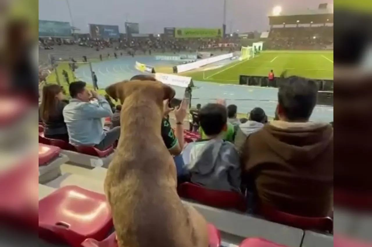 Aficionado perrón: Captan a lomito en partido del FC Juárez