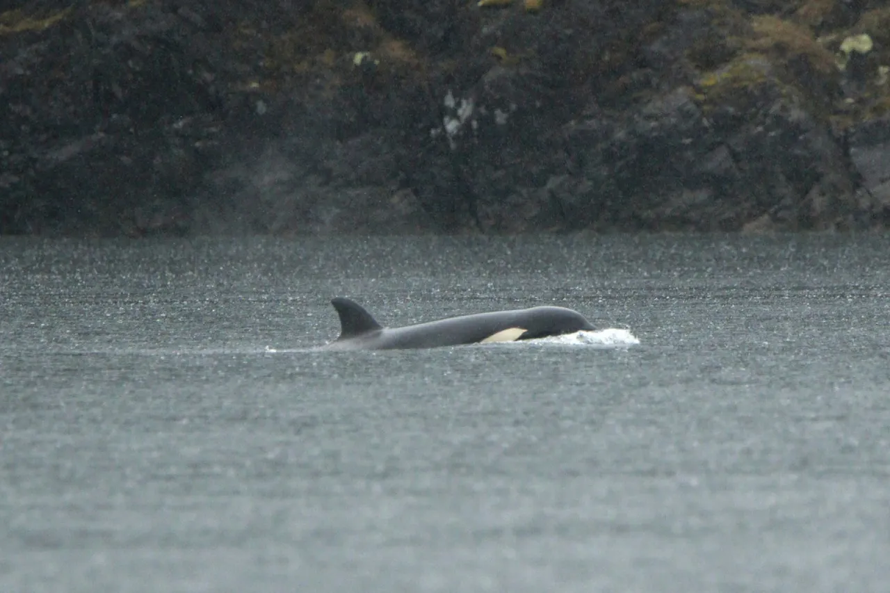 Trasladarán por aire a cría de orca varada en laguna de Canadá