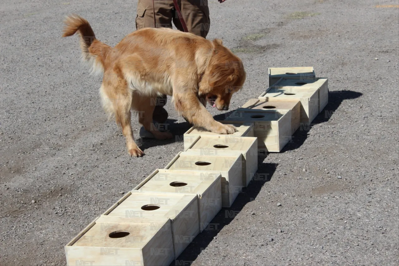 A punto de cumplir 31 años, grupo canino K9 de la Policía Municipal de Chihuahua