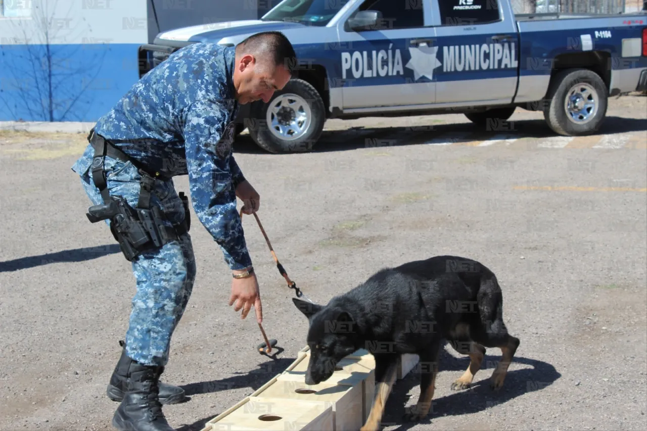 A punto de cumplir 31 años, grupo canino K9 de la Policía Municipal de Chihuahua