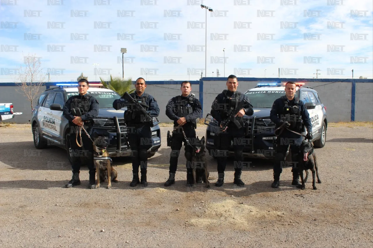 A punto de cumplir 31 años, grupo canino K9 de la Policía Municipal de Chihuahua