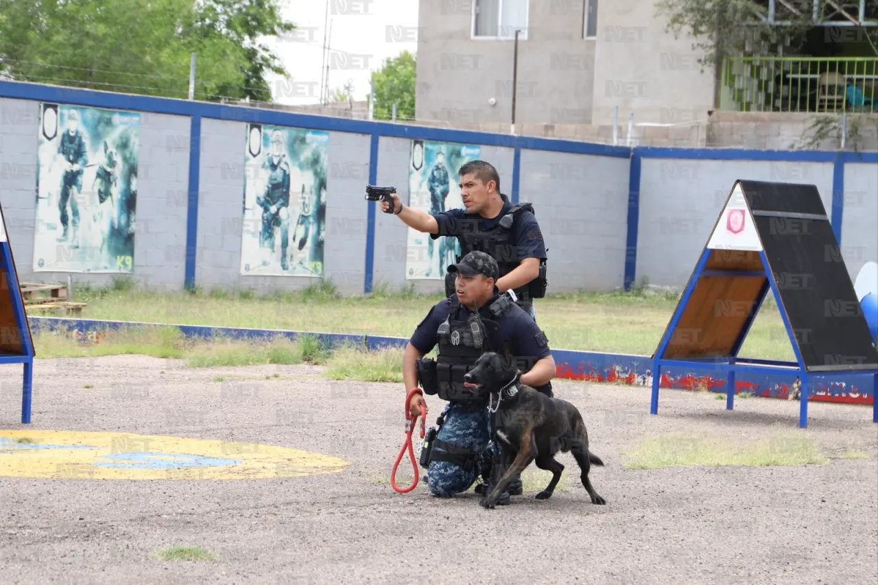 A punto de cumplir 31 años, grupo canino K9 de la Policía Municipal de Chihuahua