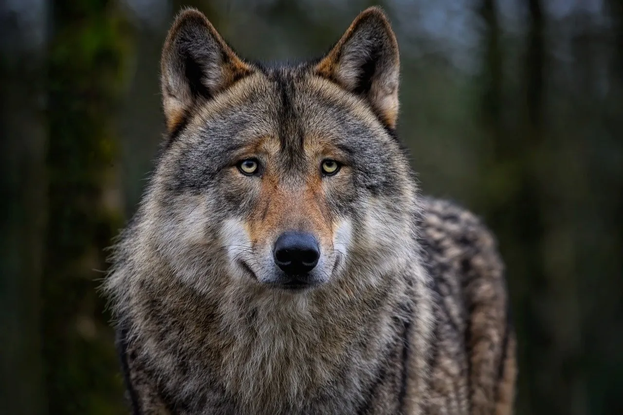 Disparan a lobo gris en Michigan; no veían uno en la zona desde el siglo XX