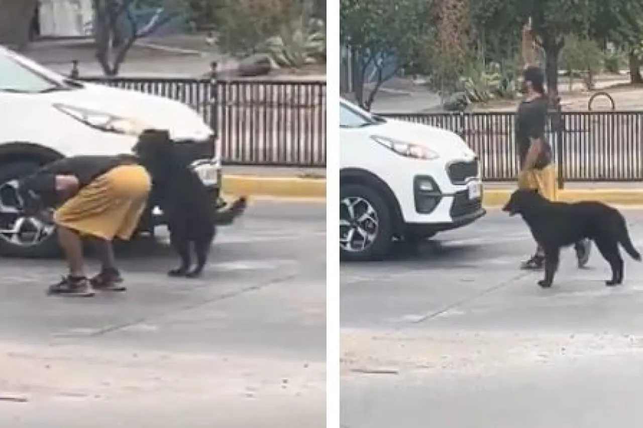 Perrito hace acrobacias junto a su dueño en semáforos y se vuelve viral