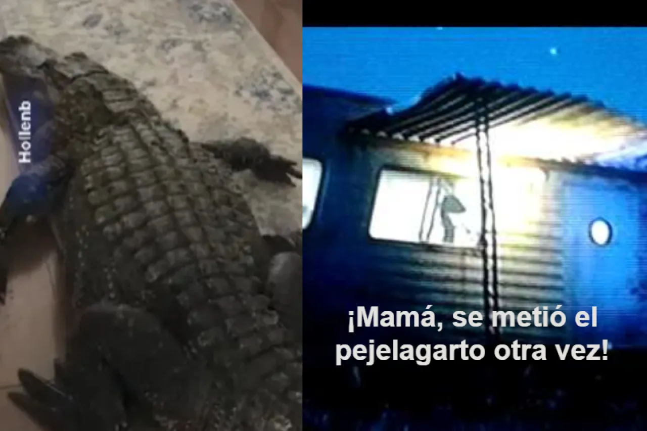 Video: Mujer encuentra enorme caimán en su cocina