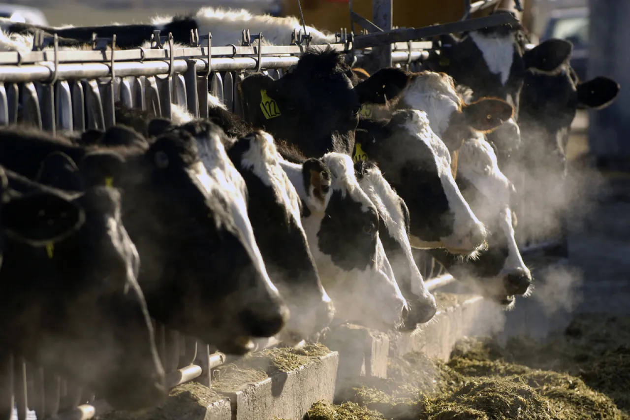 Gripe aviar se propaga en granjas de EU ¿Es seguro consumir leche y huevo?