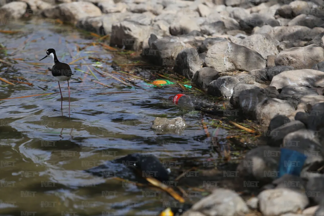 Por desnutrición, cambiarán dieta de aves del Parque Central
