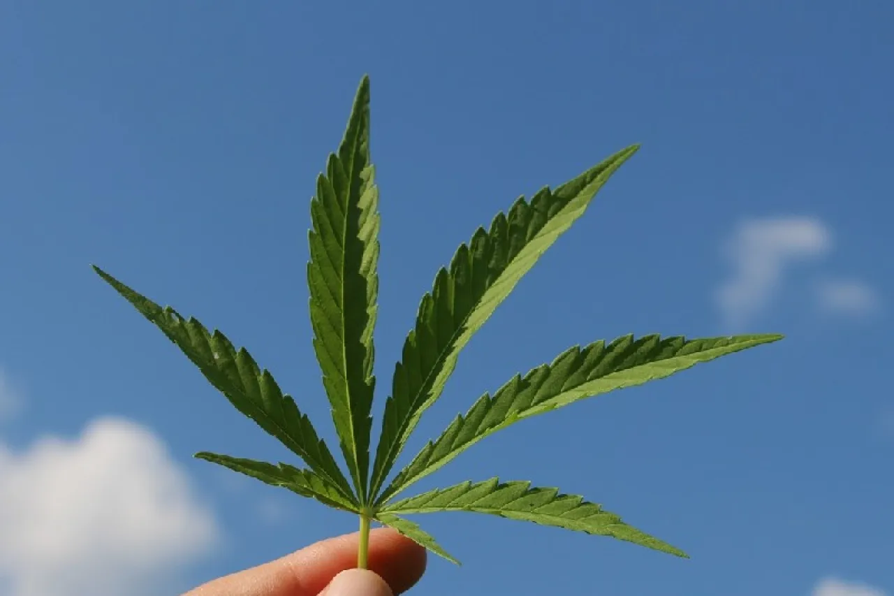 Día del Cannabis: una celebración de la cultura y la legalización