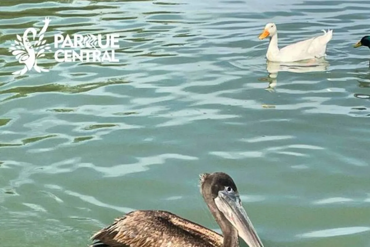 Invitado de lujo: Captan un pelicano en el Parque Central