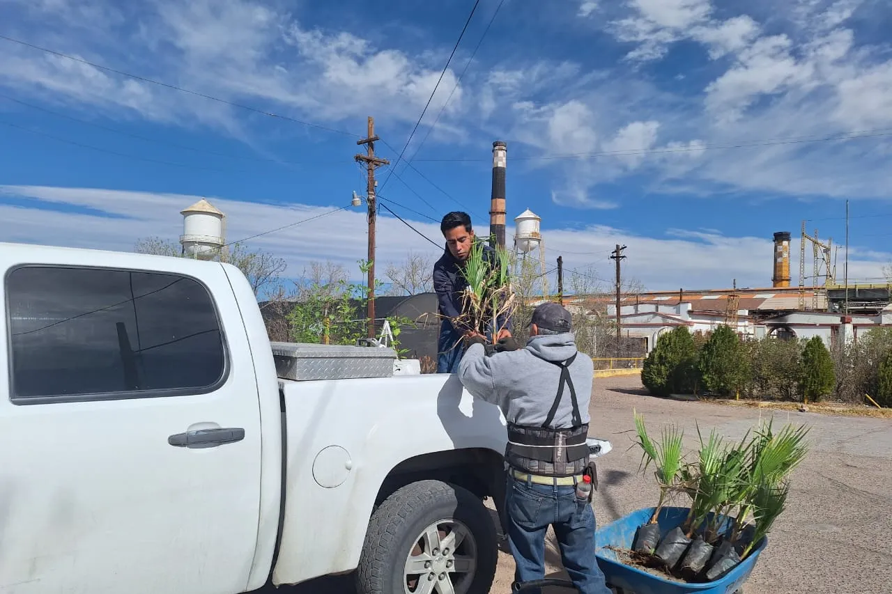 Reciben escuelas de Juárez 100 árboles para forestar