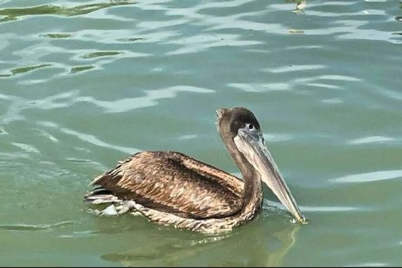 Invitado de lujo: Captan un pelicano en el Parque Central