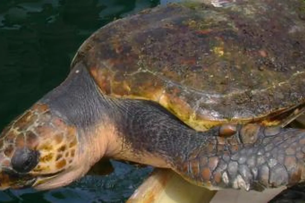 Acusa informe a México de no proteger a las tortugas caguama
