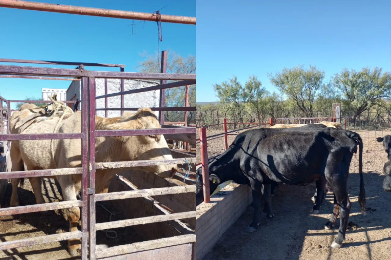 Reportan pérdida de 15 mil cabezas de ganado en Chihuahua