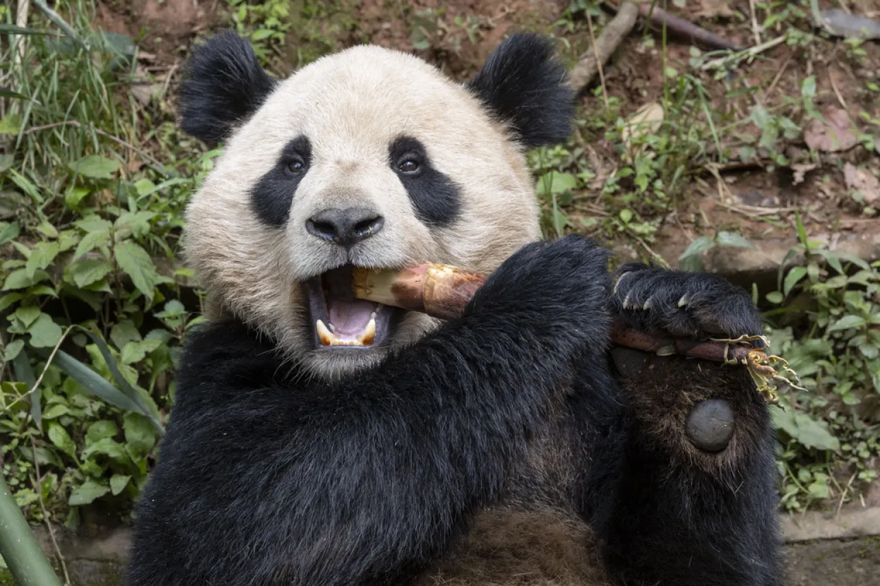 Pareja de pandas gigantes viajará de China a EU
