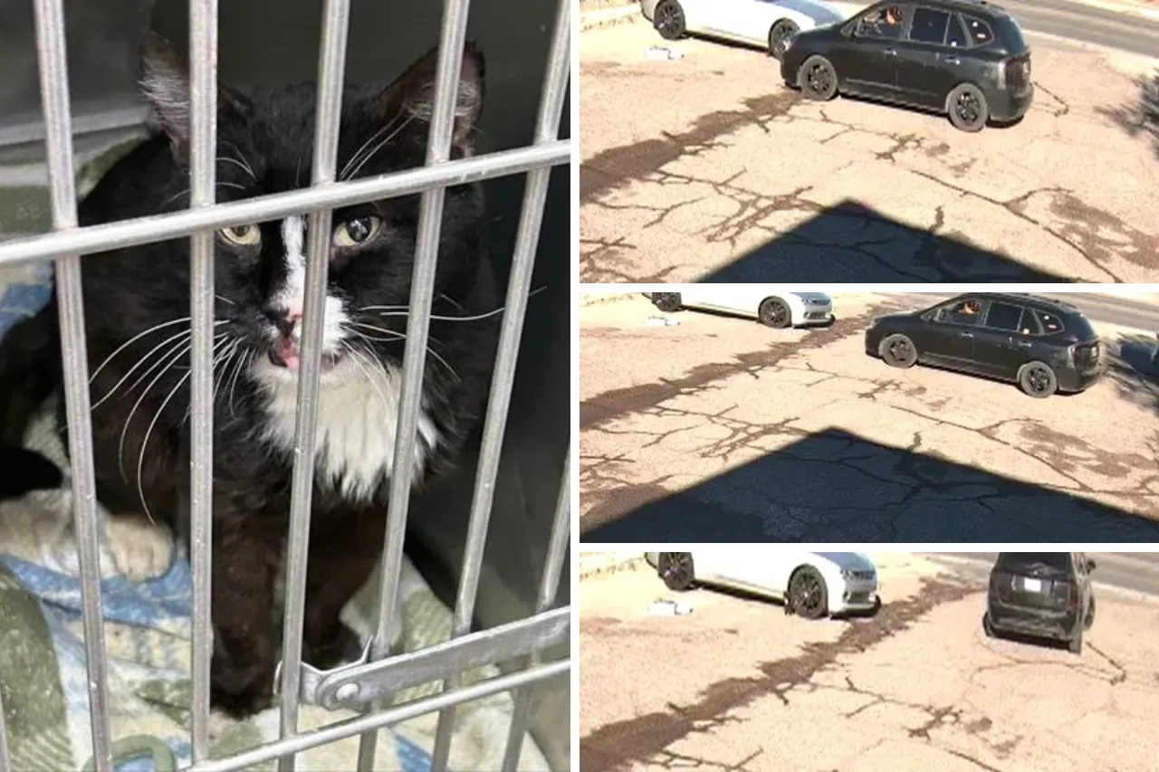 Policía busca a mujer que abandonó a un gato en El Paso